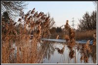 Gose - Elbe - Zum vergrern anklicken